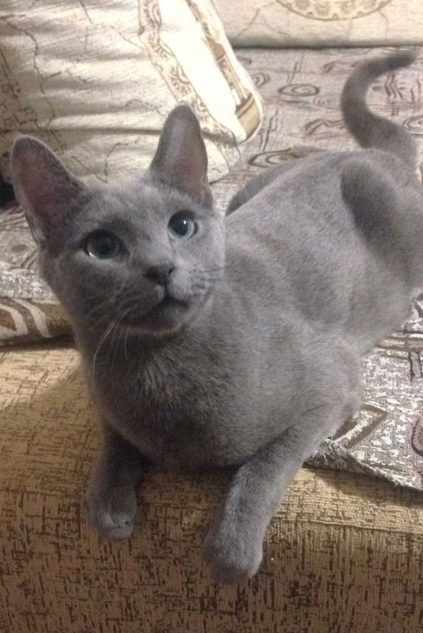 kittens