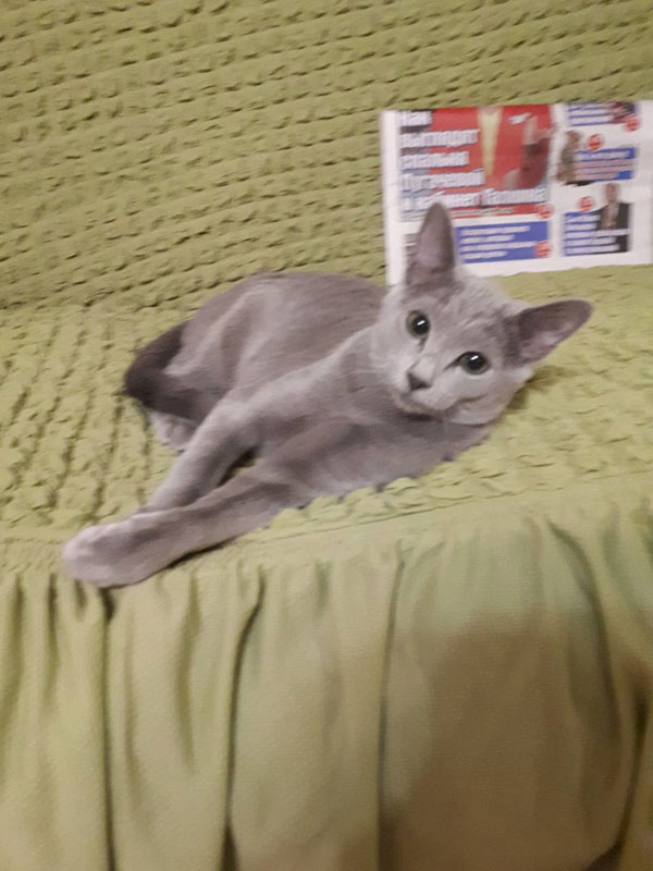 kittens